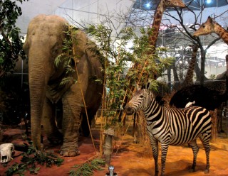 Куда пойти с ребенком в выходной. Дарвиновский музей Куда пойти с ребенком в выходной. Дарвиновский музей