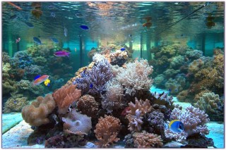 Выходные с ребенком в Москве. Океанариум Выходные с ребенком в Москве. Океанариум