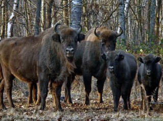 Зубровый заповедник. Где провести выходные с детьми Зубровый заповедник. Где провести выходные с детьми